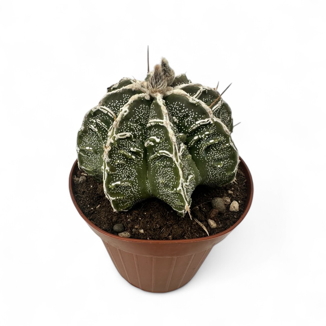 Astrophytum ornatum hybrid Ø 12