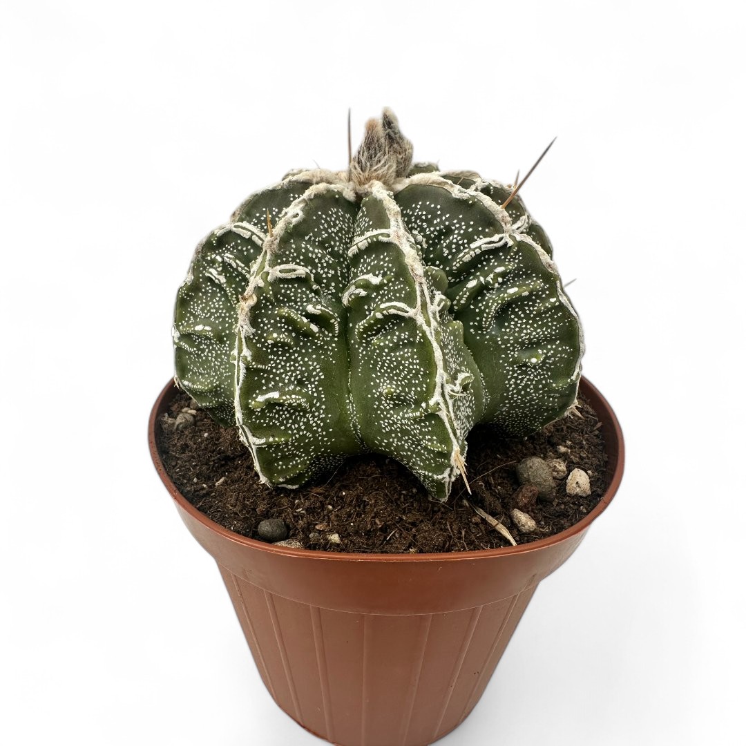 Astrophytum ornatum hybrid Ø 12