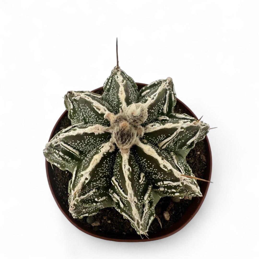 Astrophytum ornatum hybrid Ø 12