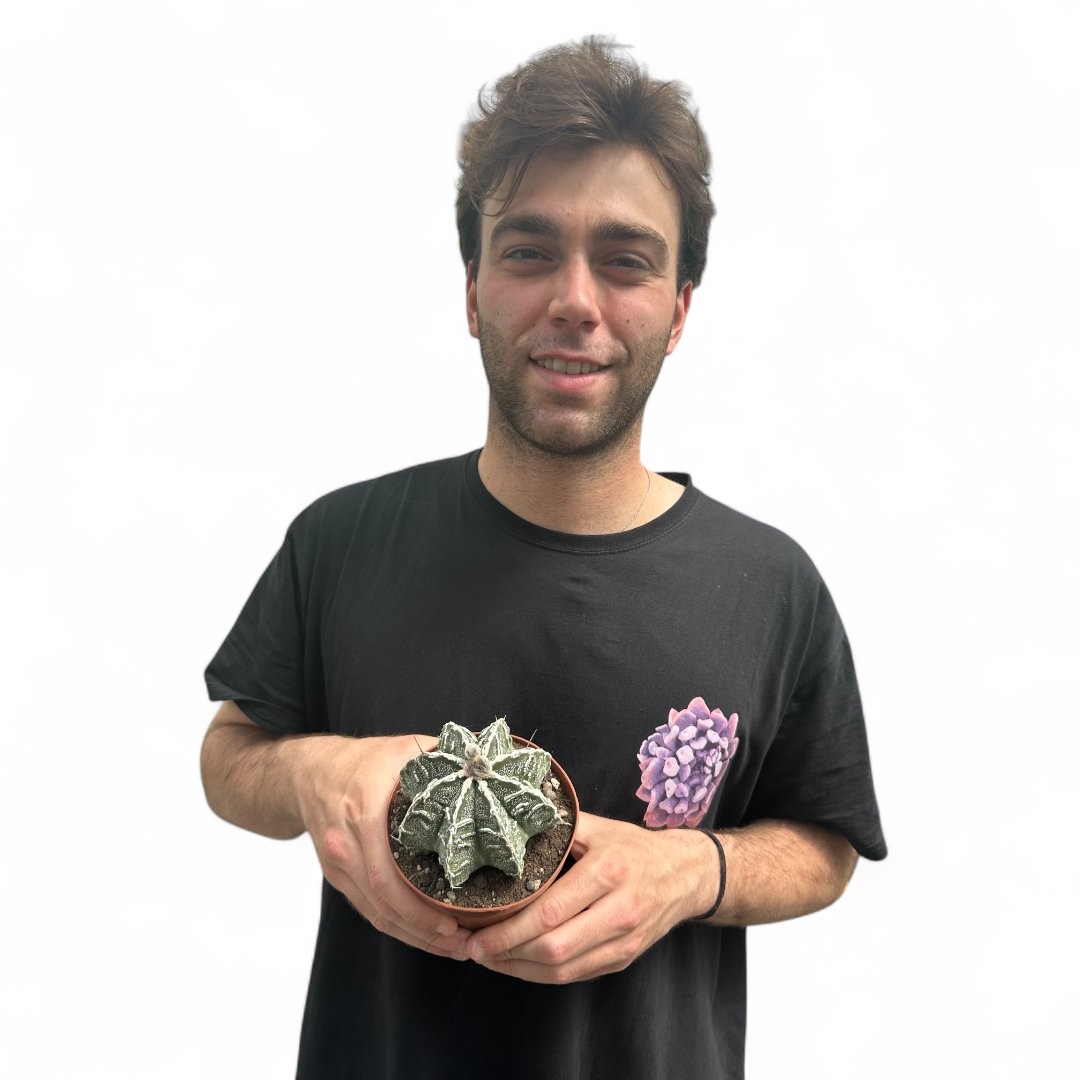 Astrophytum ornatum hybrid Ø 12