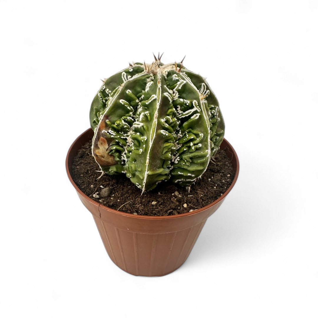 Astrophytum ornatum Fukuryu x Haku-Jo Ø 12
