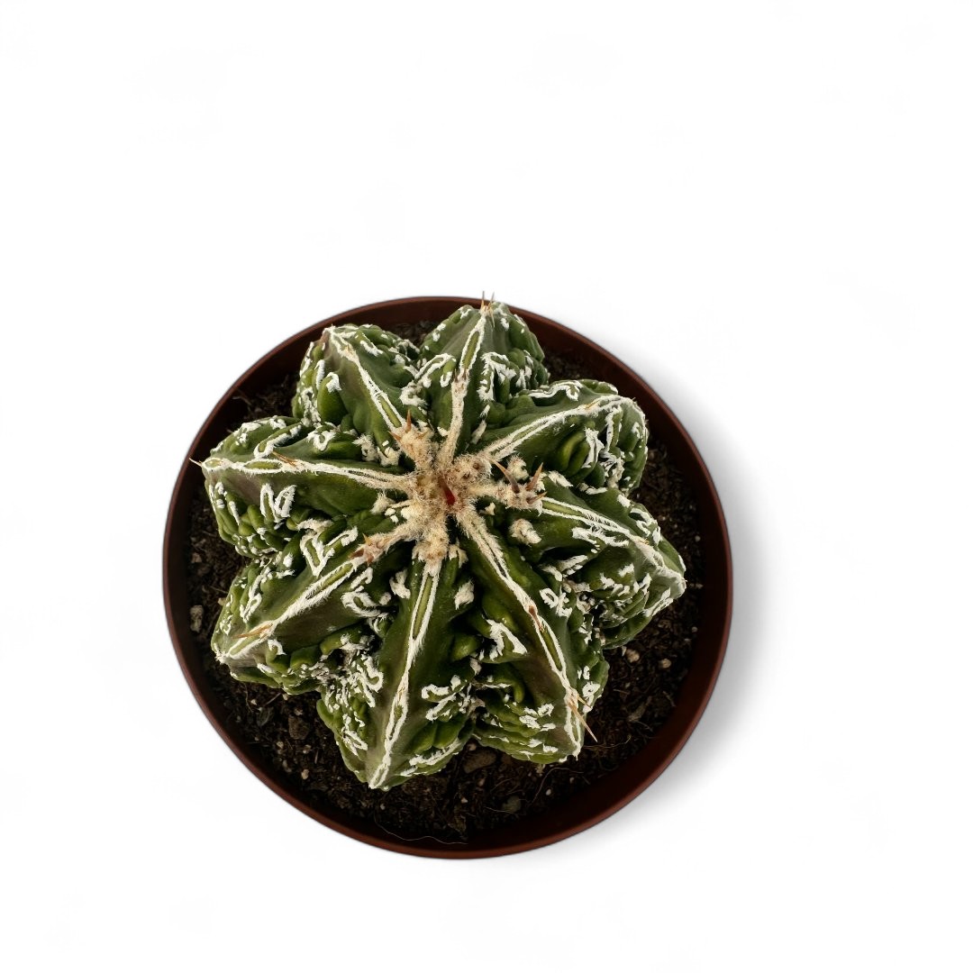 Astrophytum ornatum Fukuryu x Haku-Jo Ø 12