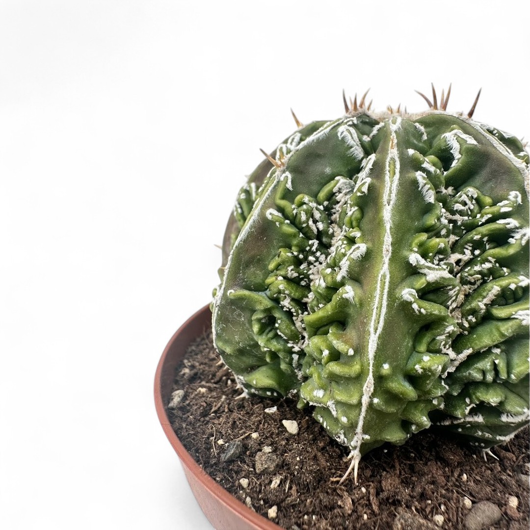 Astrophytum ornatum Fukuryu x Haku-Jo Ø 12