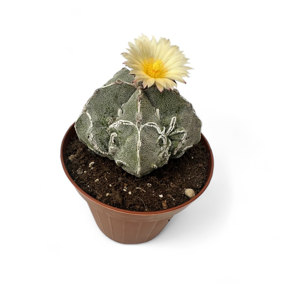 Astrophytum myriostigma Fukuryu x Haku-Jo Ø 12