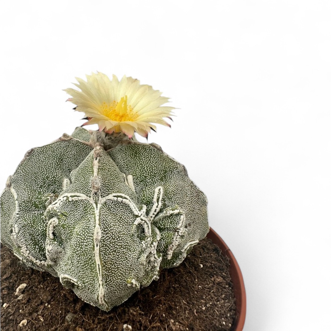 Astrophytum myriostigma Fukuryu x Haku-Jo Ø 12