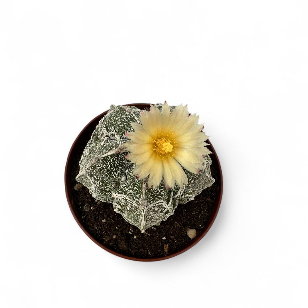 Astrophytum myriostigma Fukuryu x Haku-Jo Ø 12