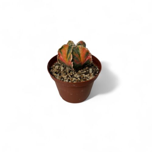 Astrophytum myriostigma variegato Ø 10,5