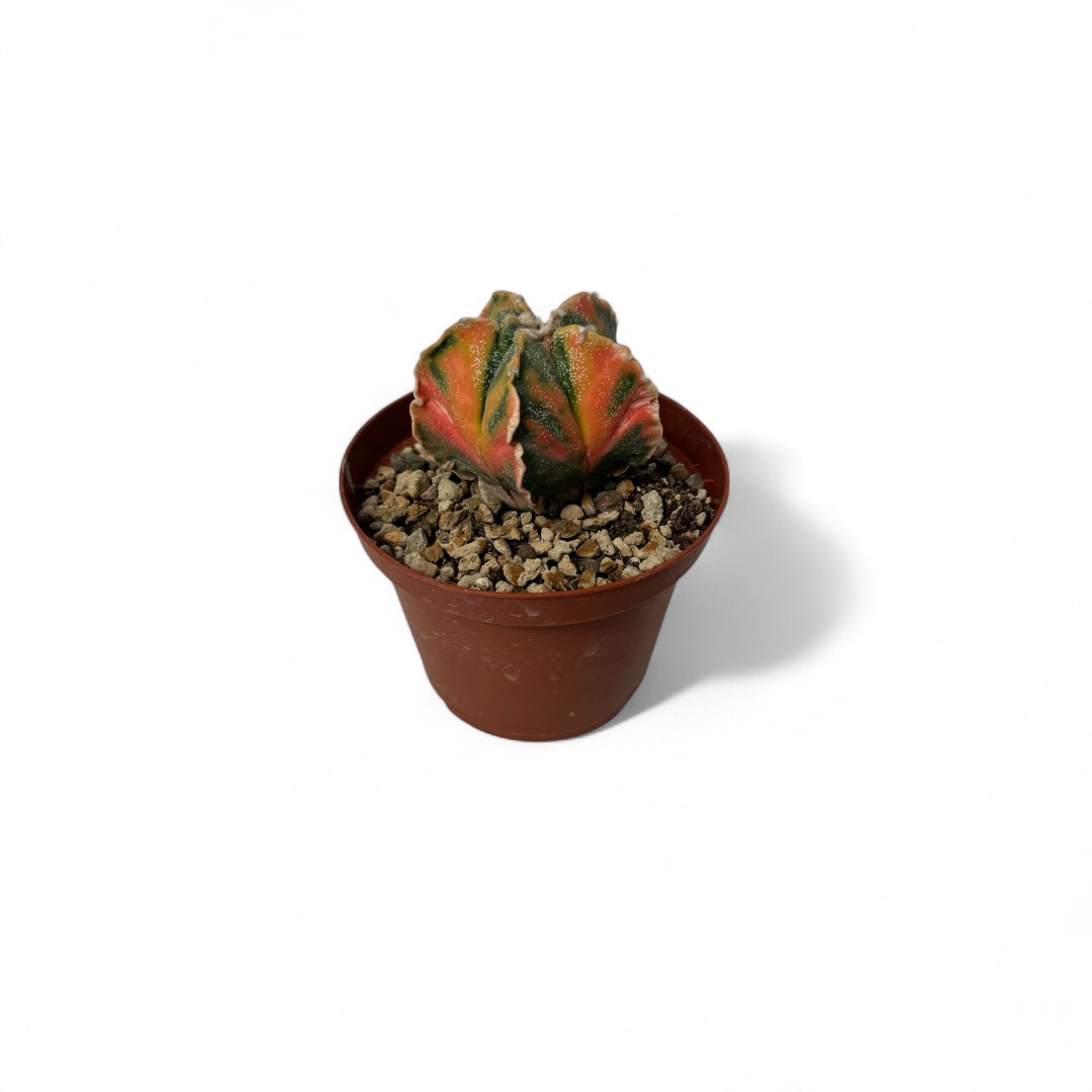 Astrophytum myriostigma variegato Ø 10,5