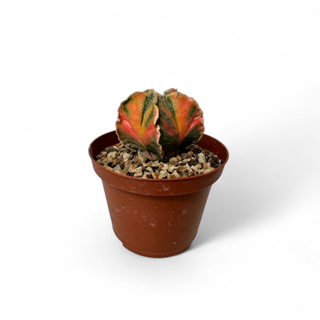 Astrophytum myriostigma variegato Ø 10,5