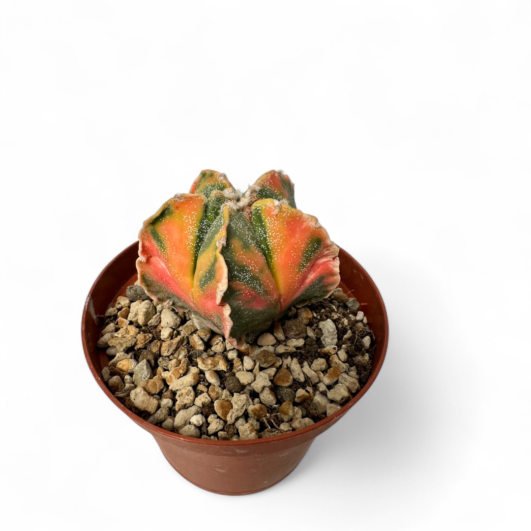 Astrophytum myriostigma variegato Ø 10,5
