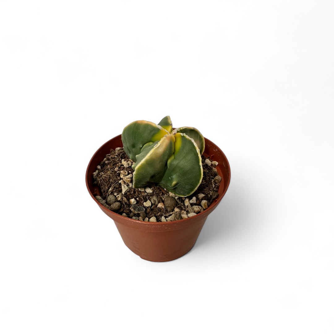 Astrophytum myriostigma Fukuryu variegato nudum Ø 10,5