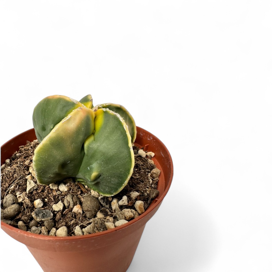 Astrophytum myriostigma Fukuryu variegato nudum Ø 10,5