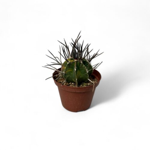 Astrophytum capricorne variegato Ø 10,5