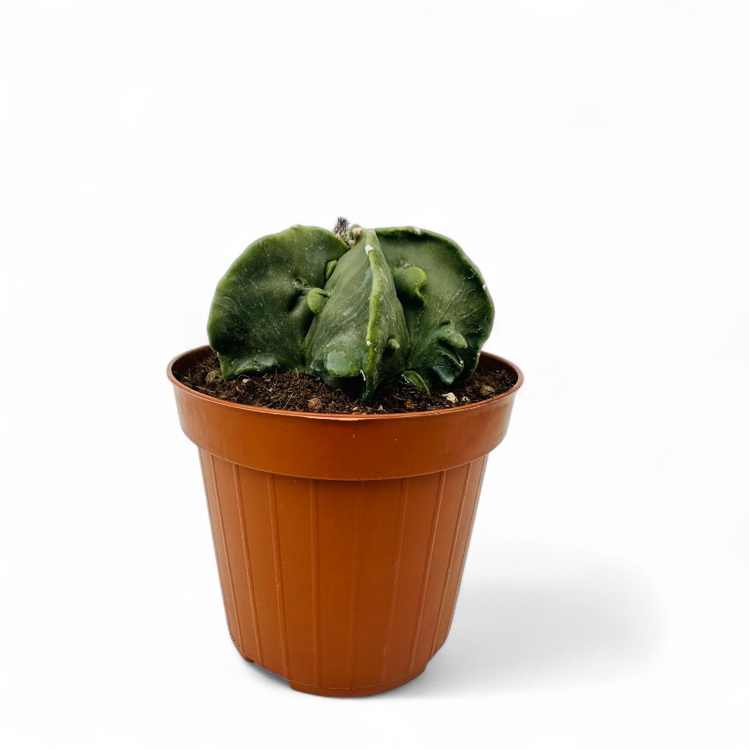 Astrophytum myriostigma Fukuryu nudum Ø 12