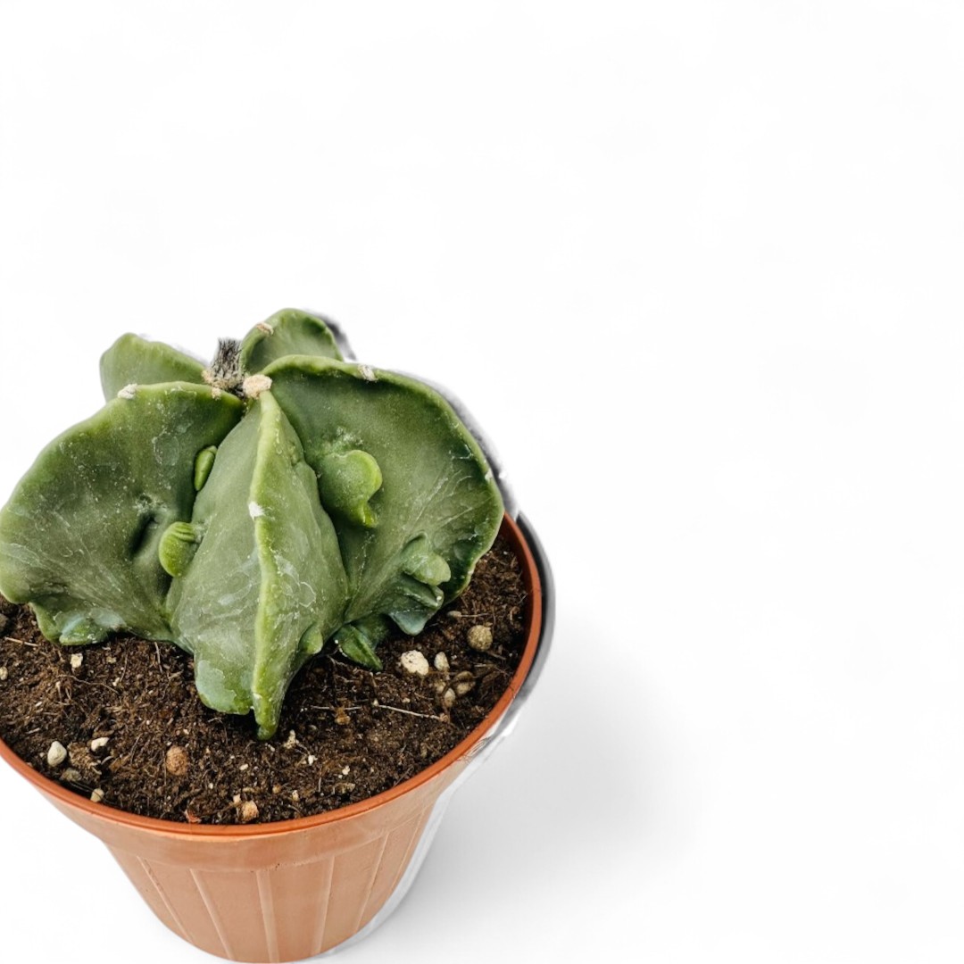 Astrophytum myriostigma Fukuryu nudum Ø 12