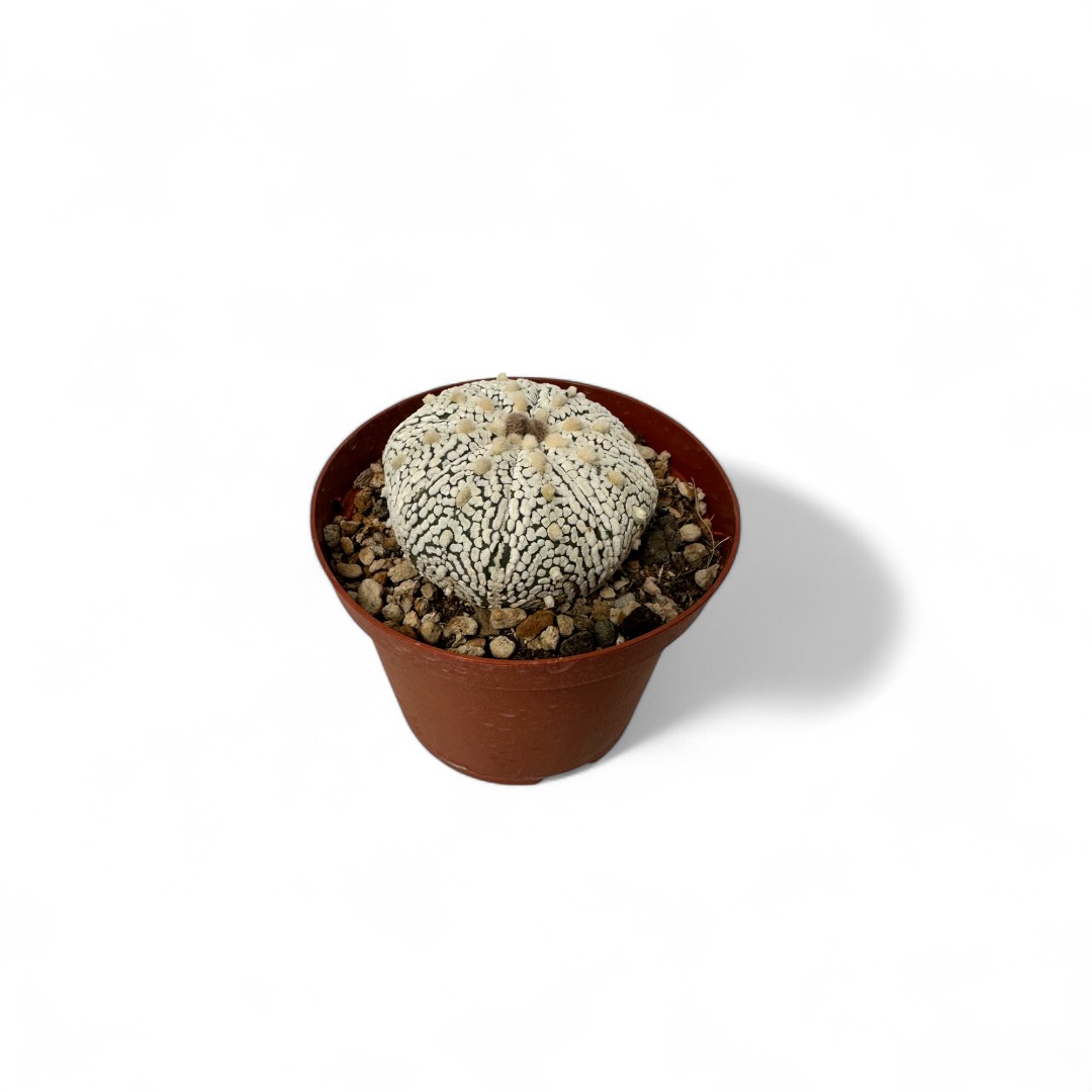 Astrophytum asterias Superkabuto Ø 10,5