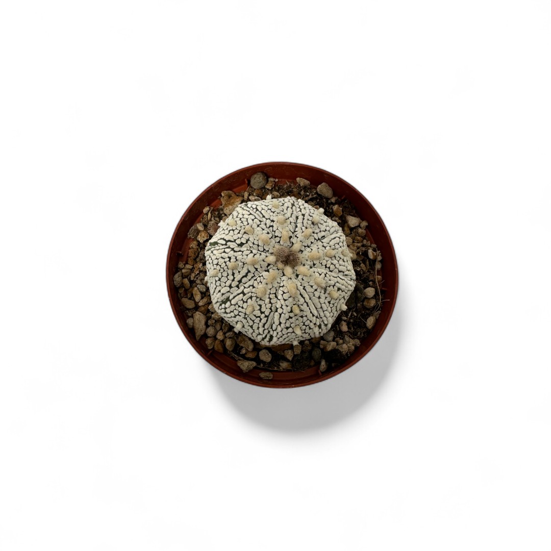 Astrophytum asterias Superkabuto Ø 10,5