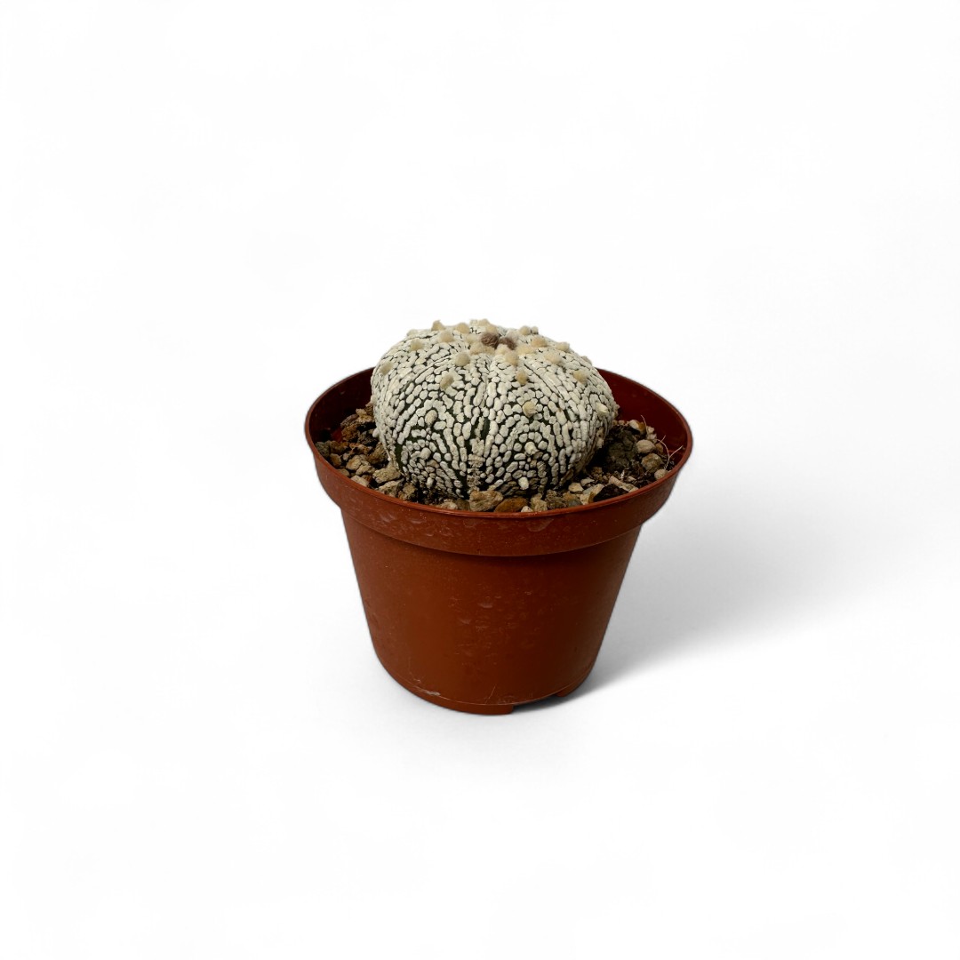Astrophytum asterias Superkabuto Ø 10,5