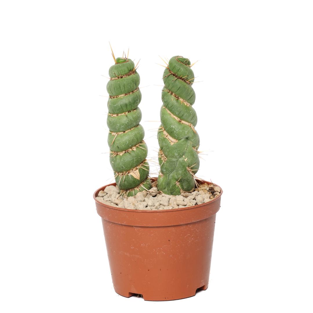 Eulychnia castanea spiralis Ø 10,5 cm