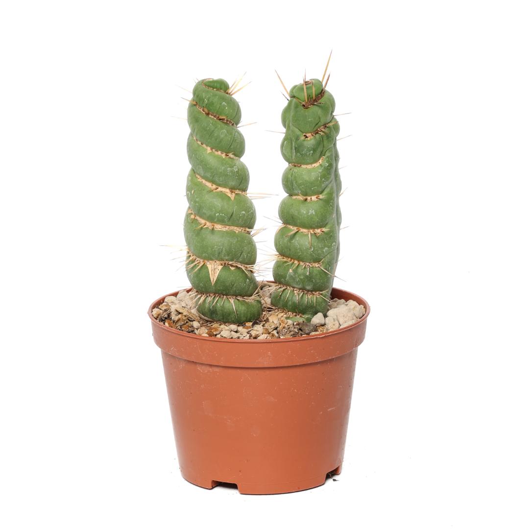 Eulychnia castanea spiralis Ø 10,5 cm
