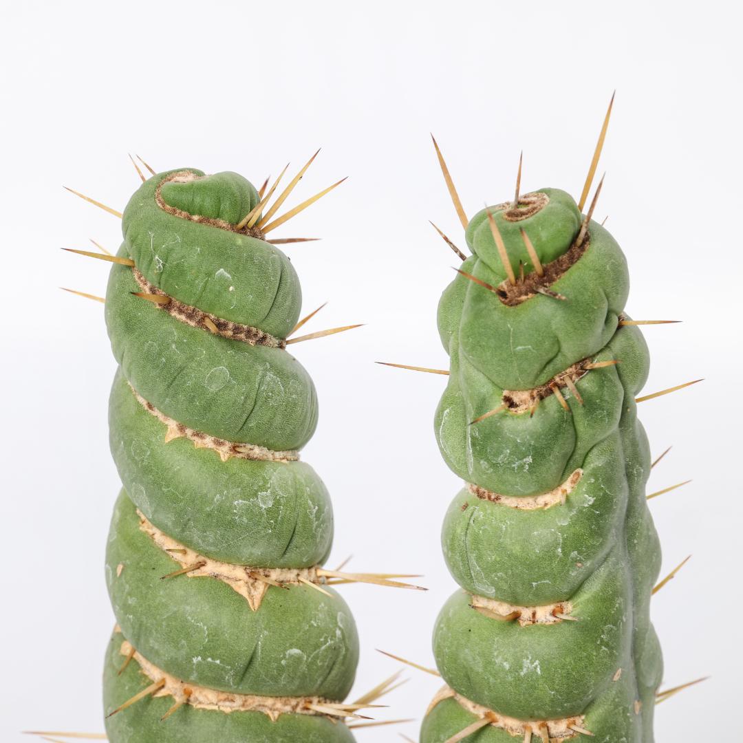 Eulychnia castanea spiralis Ø 10,5 cm