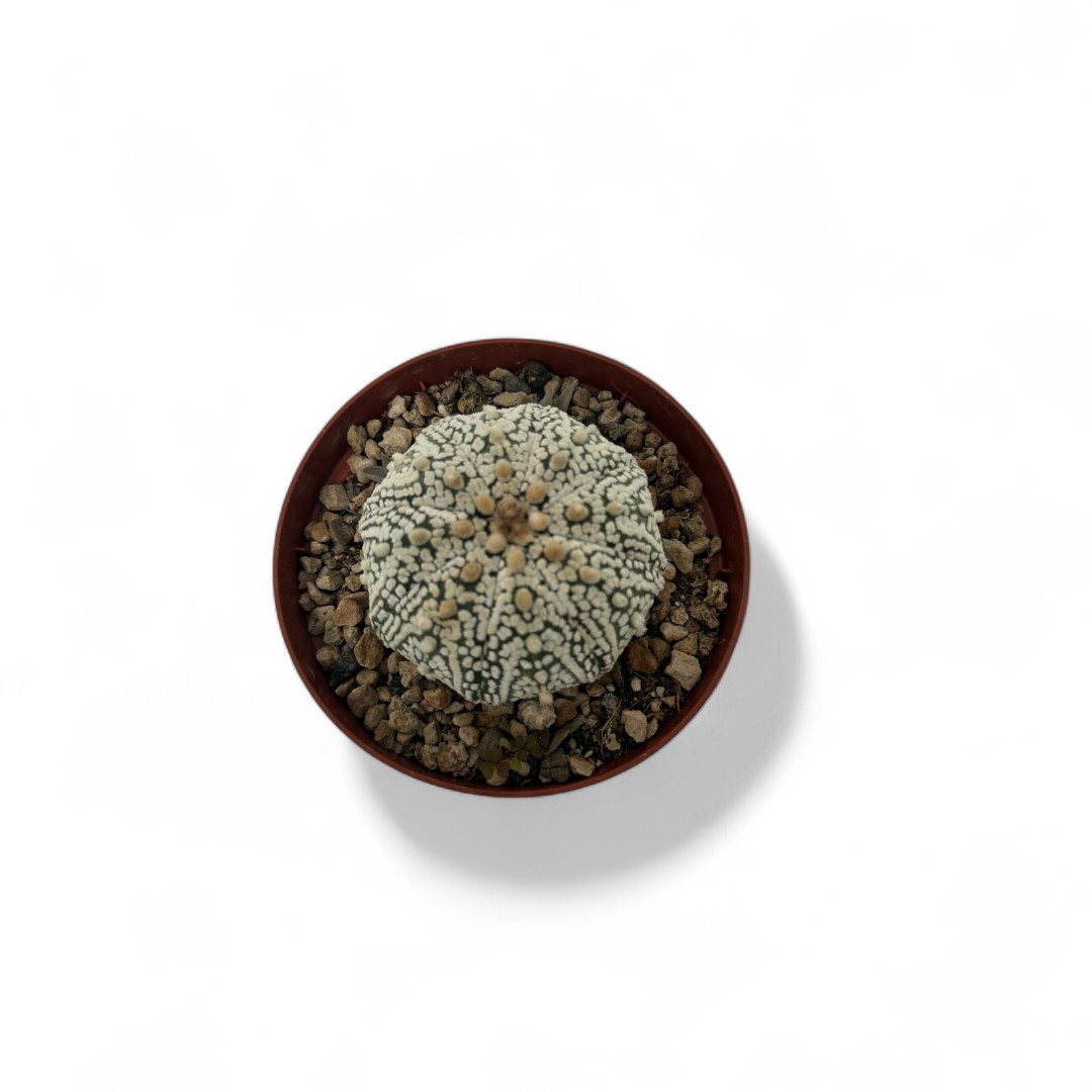 Astrophytum asterias Superkabuto Ø 10,5