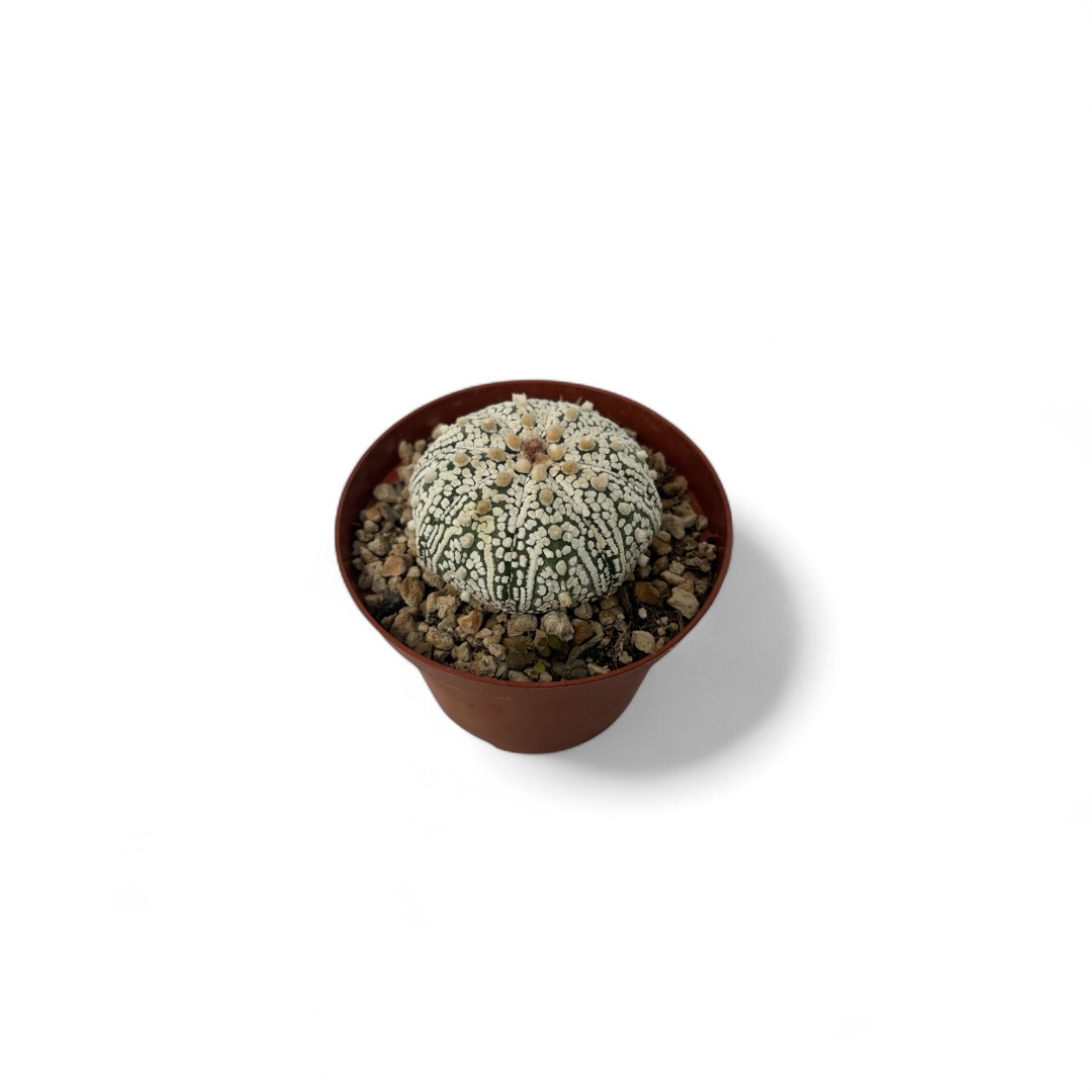 Astrophytum asterias Superkabuto Ø 10,5