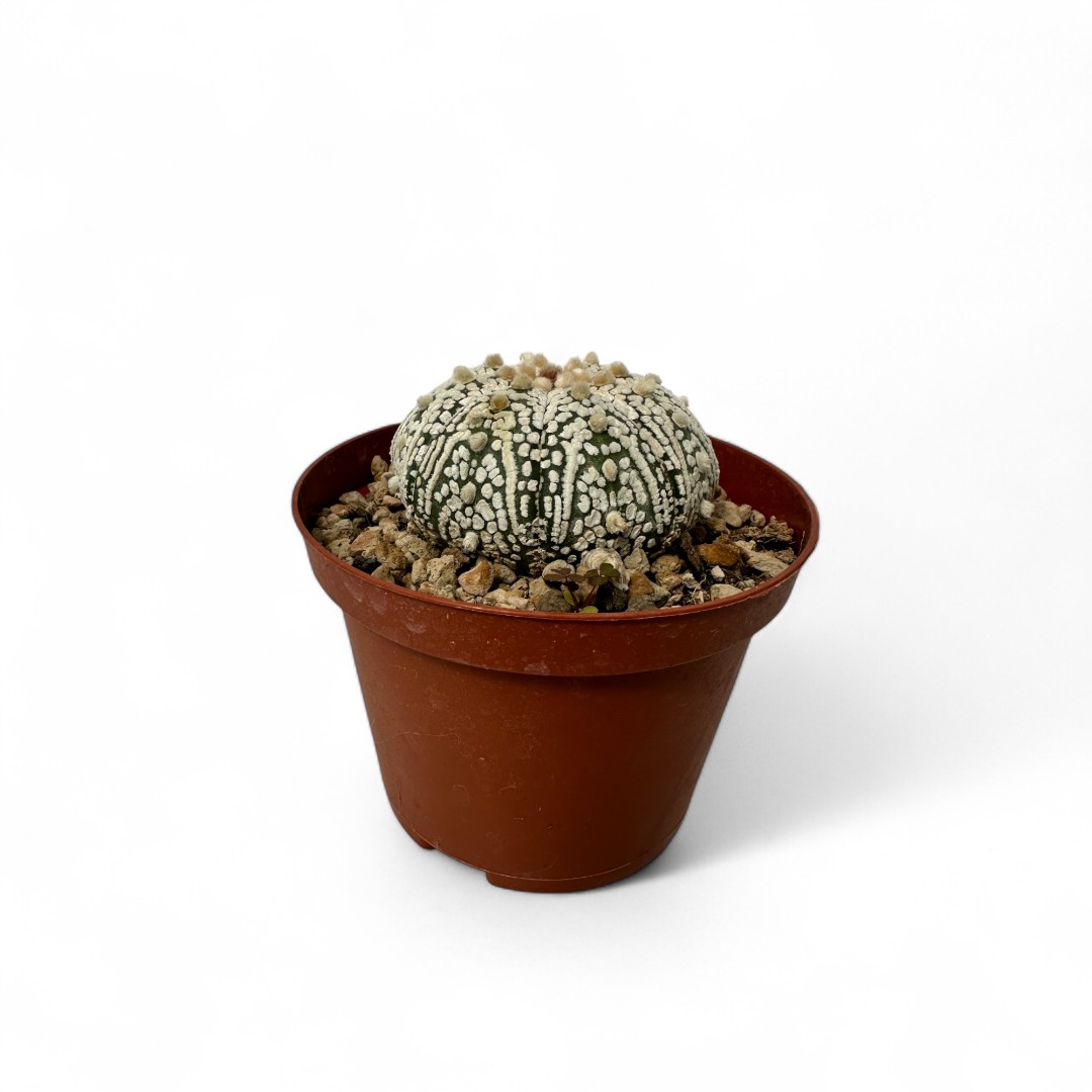 Astrophytum asterias Superkabuto Ø 10,5