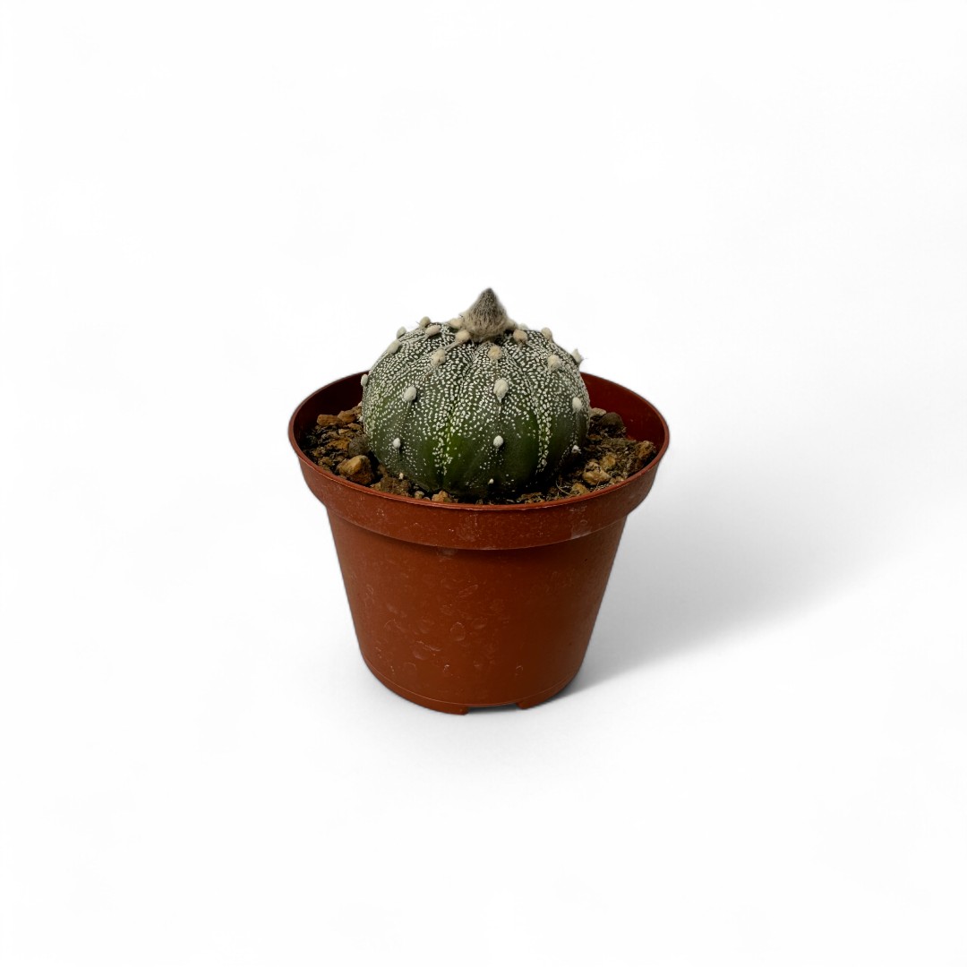 Astrophytum asterias Superkabuto Ø 10,5