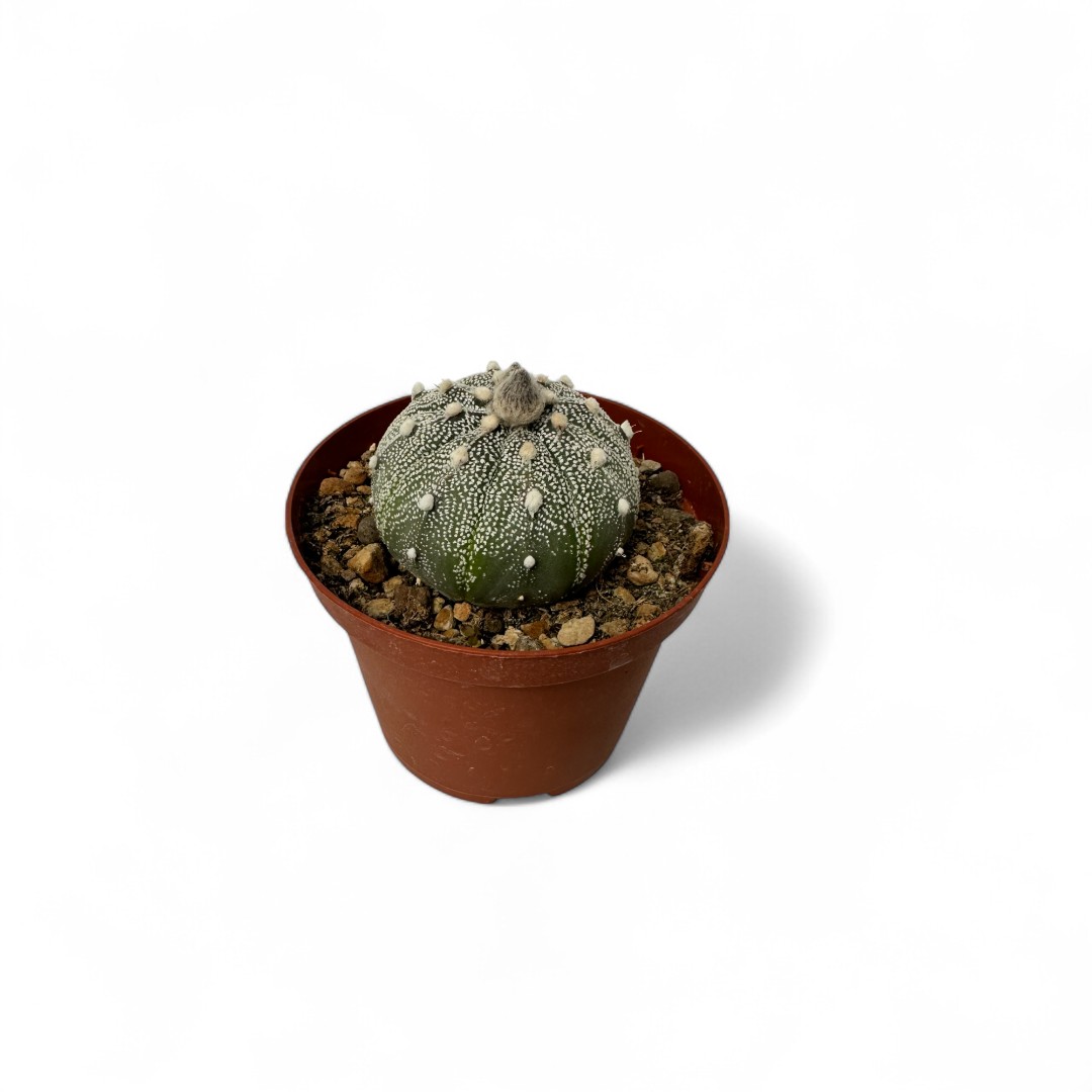 Astrophytum asterias Superkabuto Ø 10,5