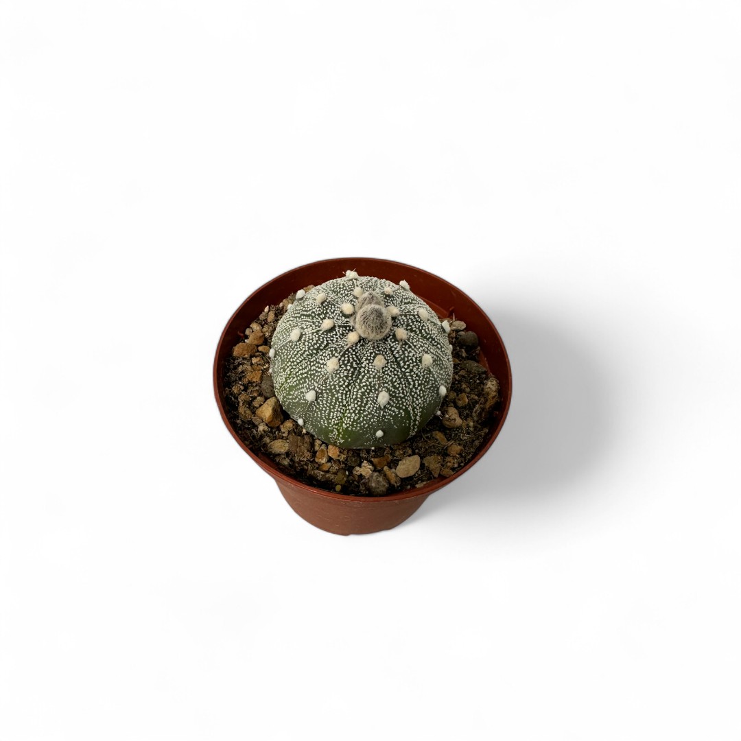 Astrophytum asterias Superkabuto Ø 10,5