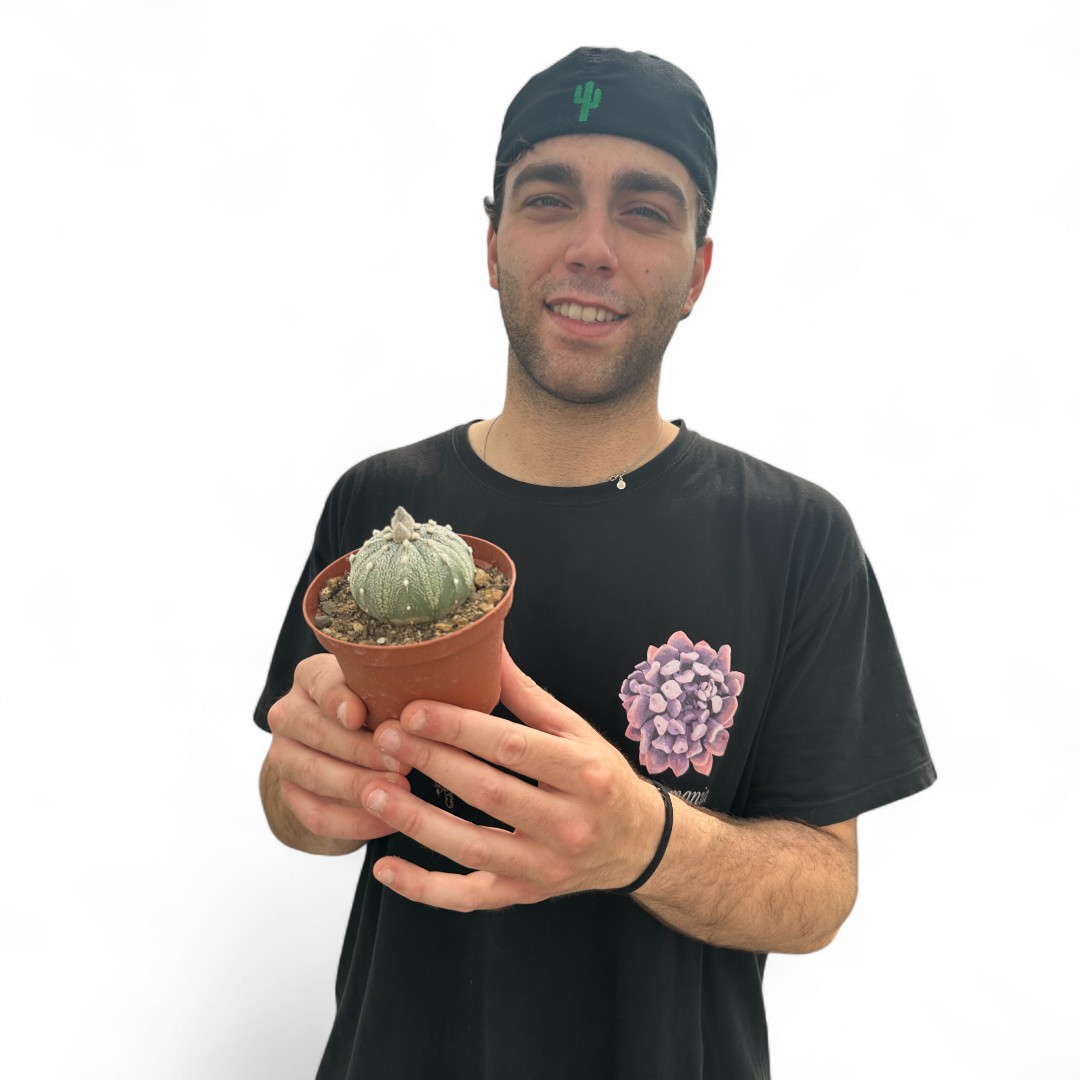 Astrophytum asterias Superkabuto Ø 10,5