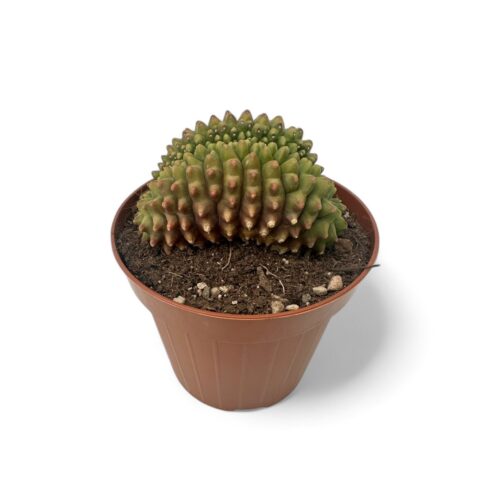 Gymnocalycium mihanovichii inermis crestato Ø 12