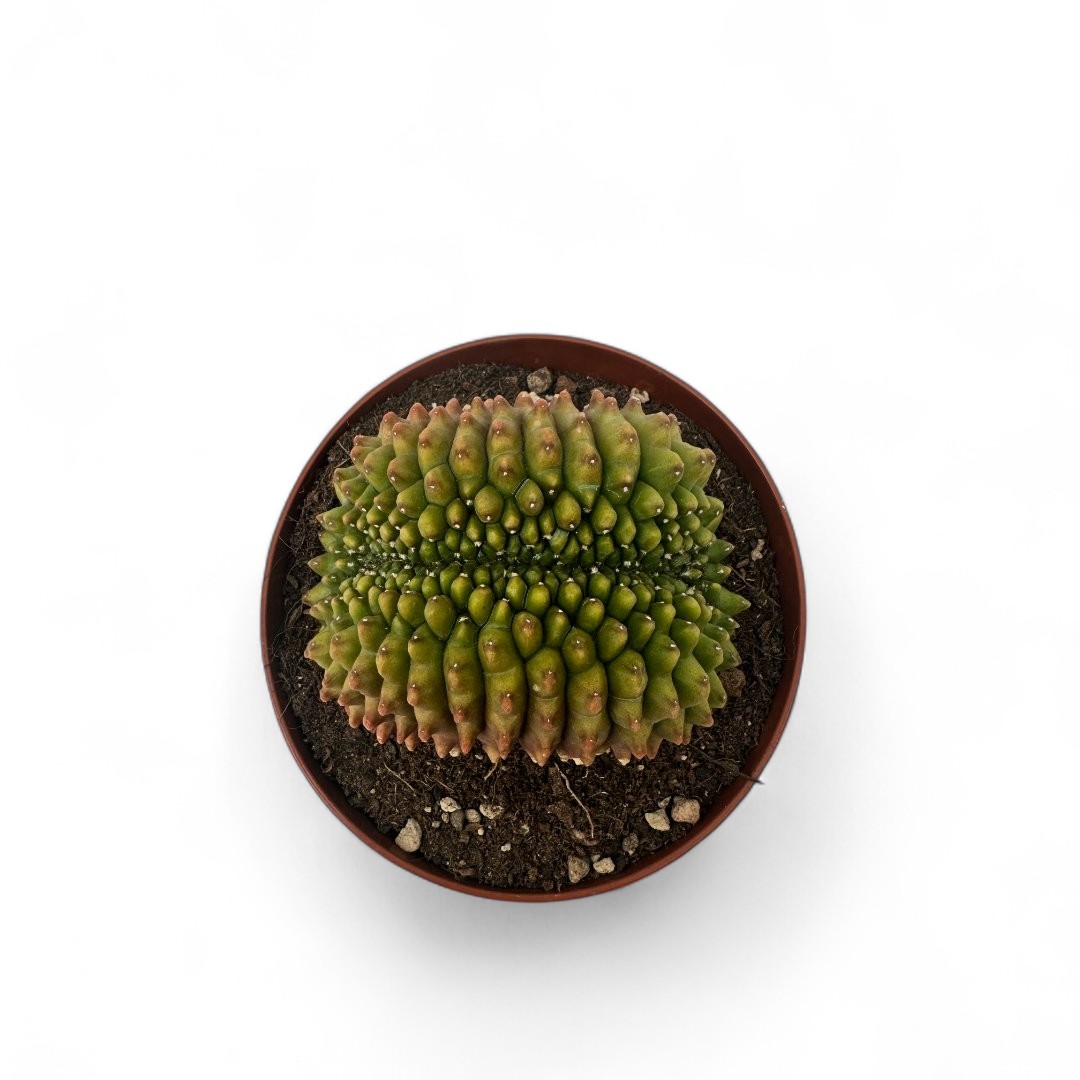 Gymnocalycium mihanovichii inermis crestato Ø 12