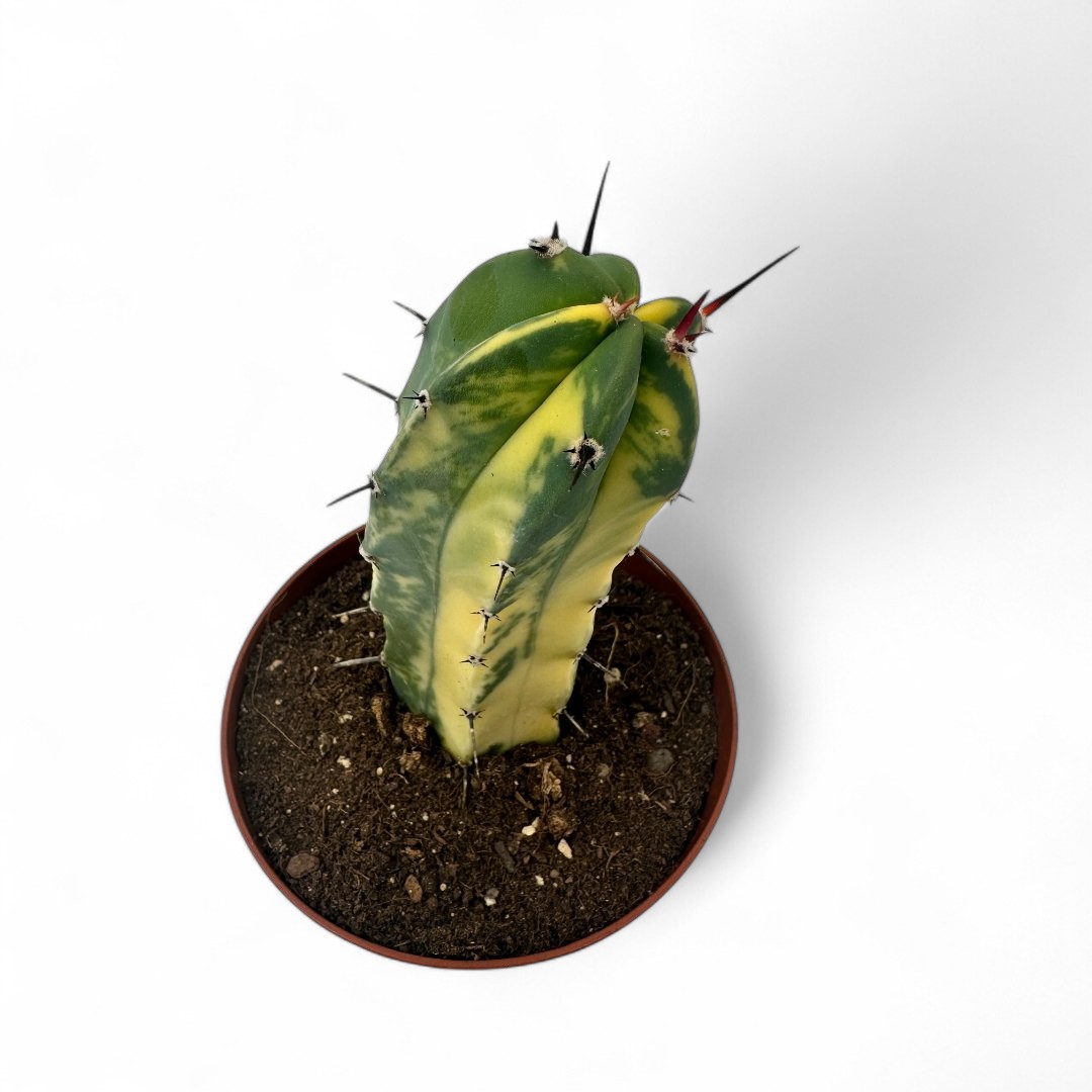 Myrtillocactus geometrizans variegato Ø 12