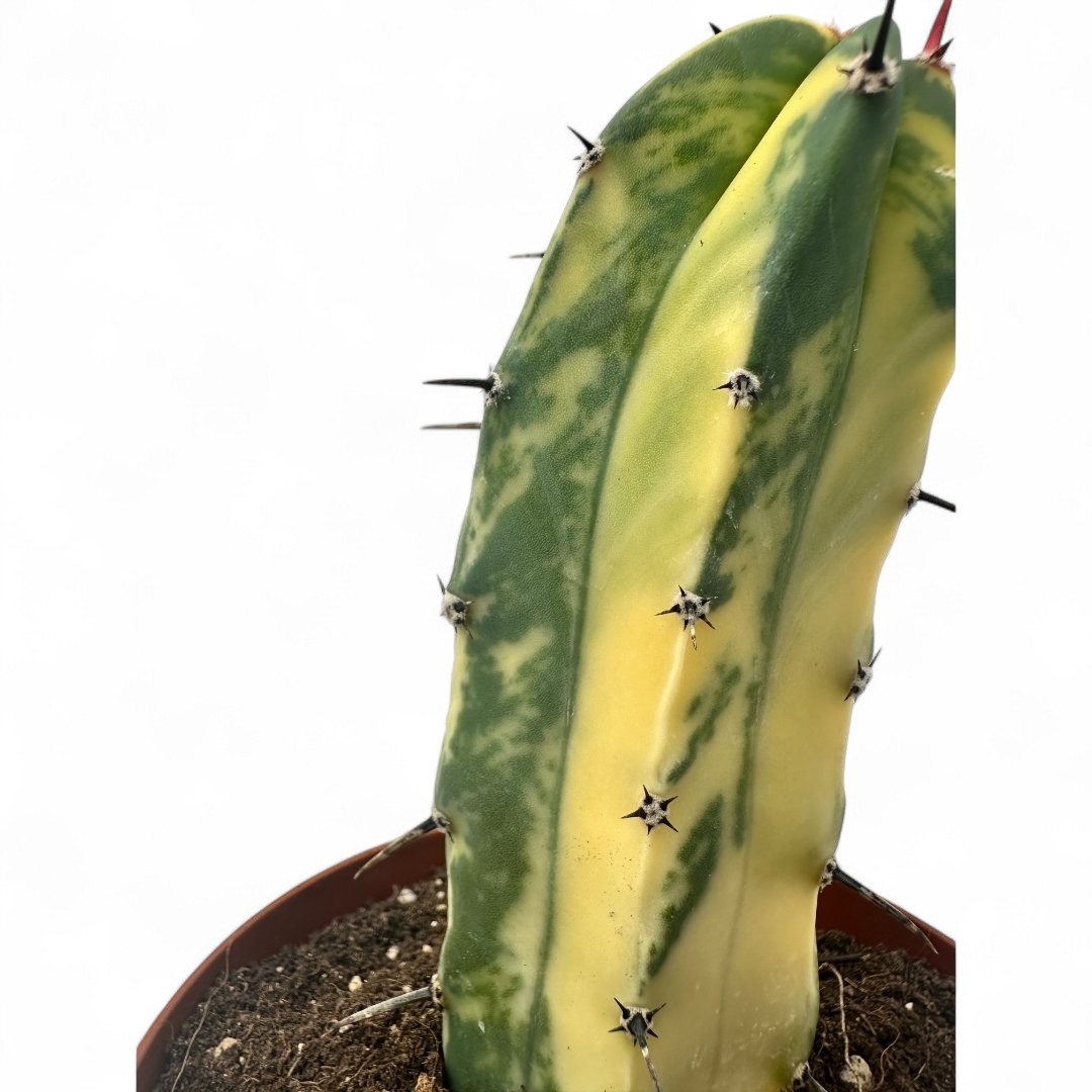 Myrtillocactus geometrizans variegato Ø 12