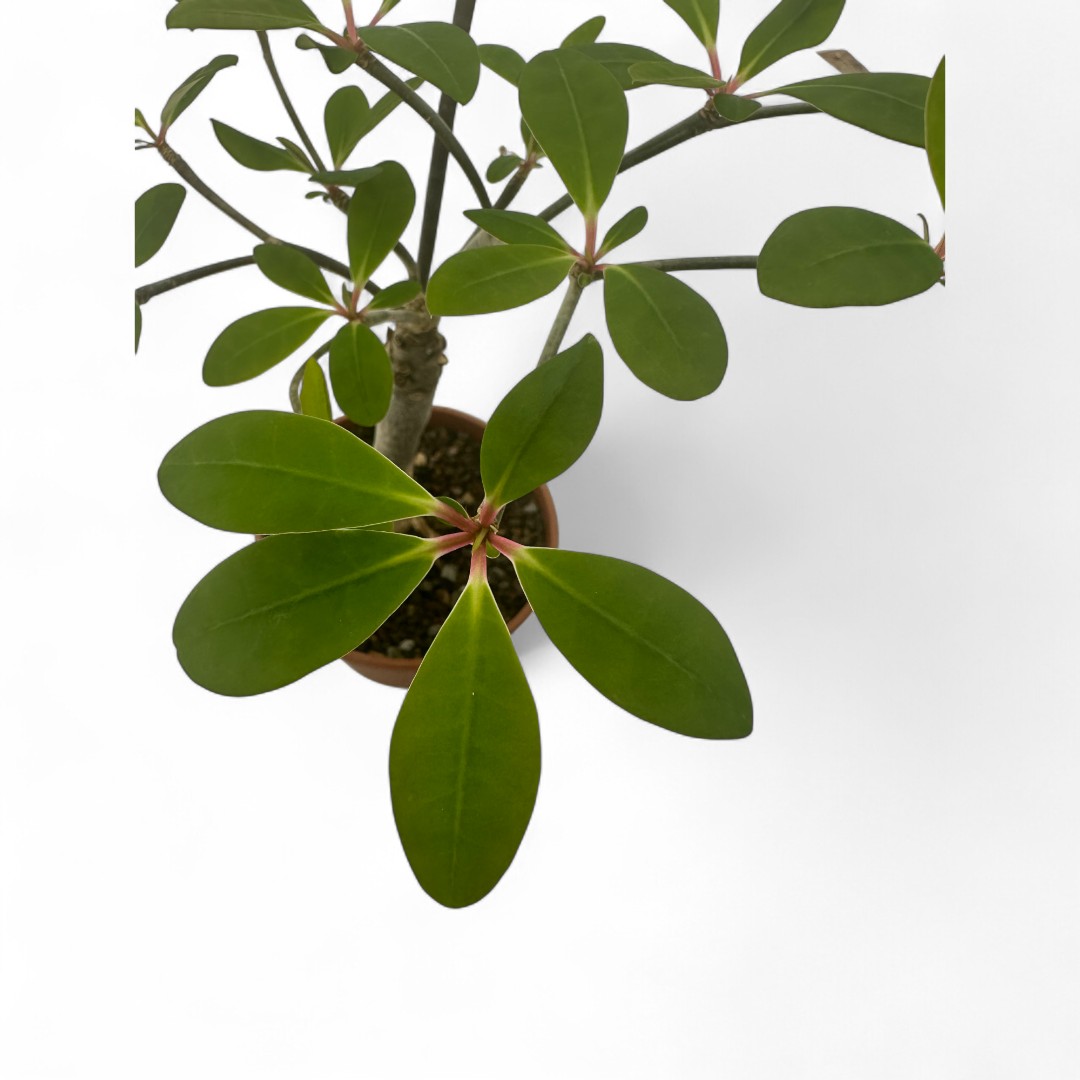 Euphorbia bongolavensis Ø 16