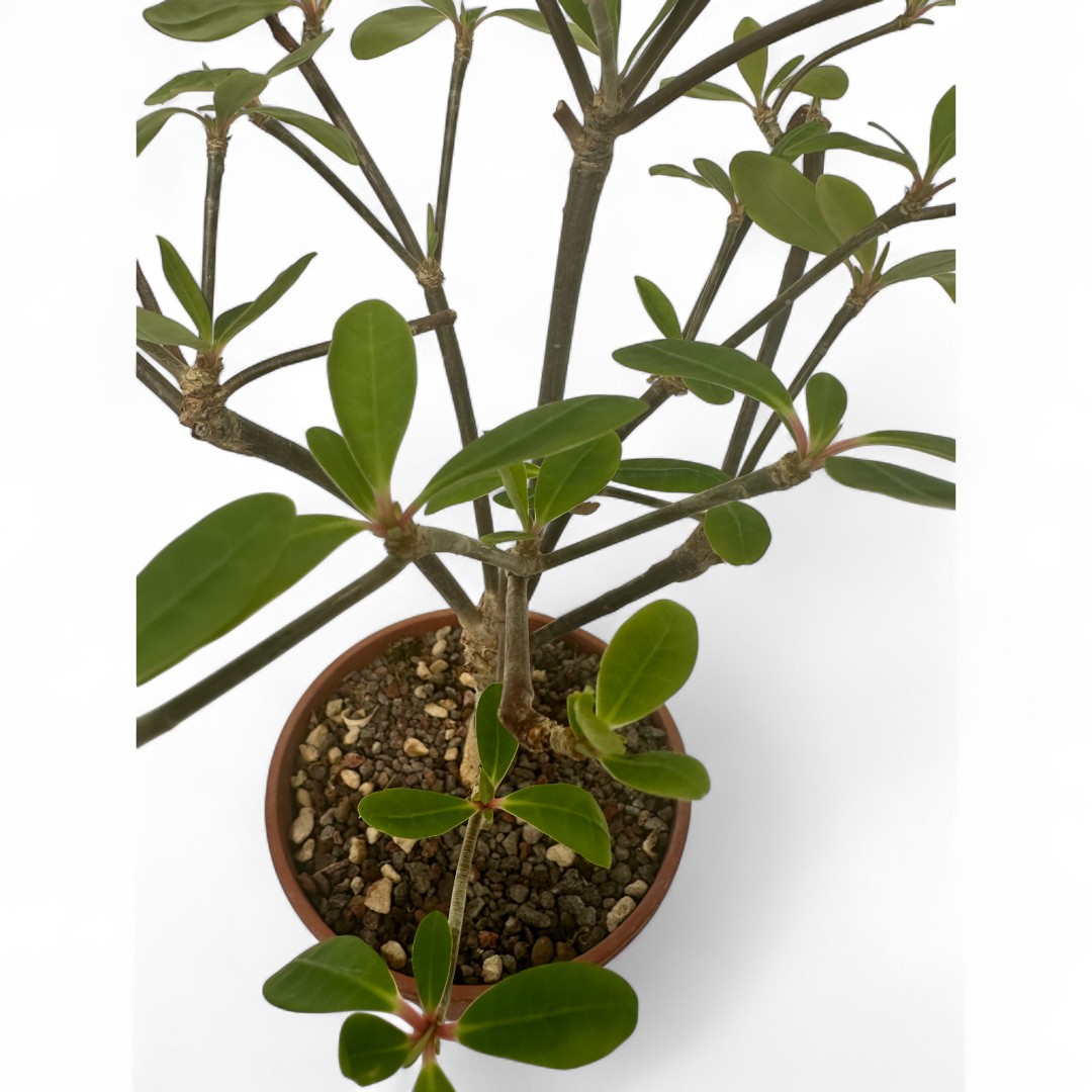 Euphorbia bongolavensis Ø 16