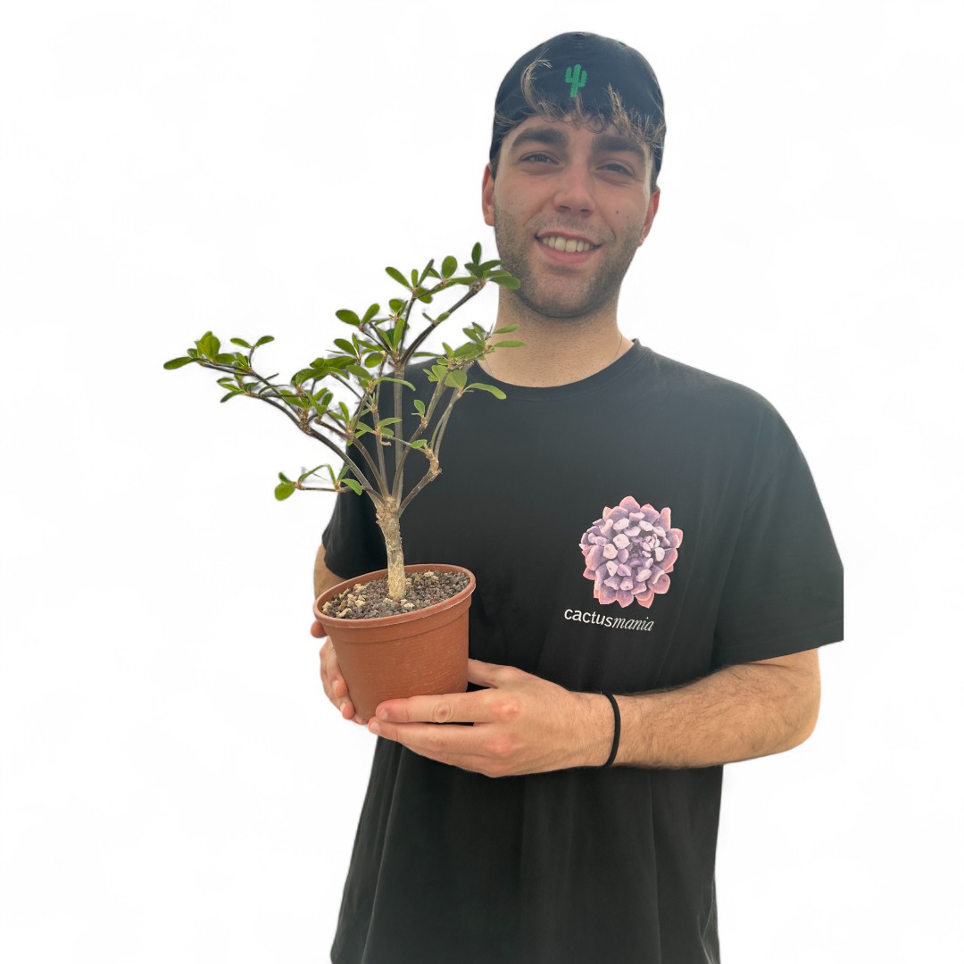 Euphorbia bongolavensis Ø 16