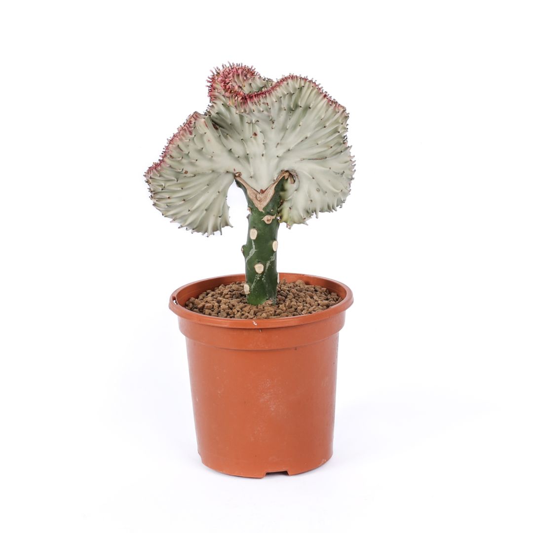Euphorbia lactea variegata f. Crestata Ø 17