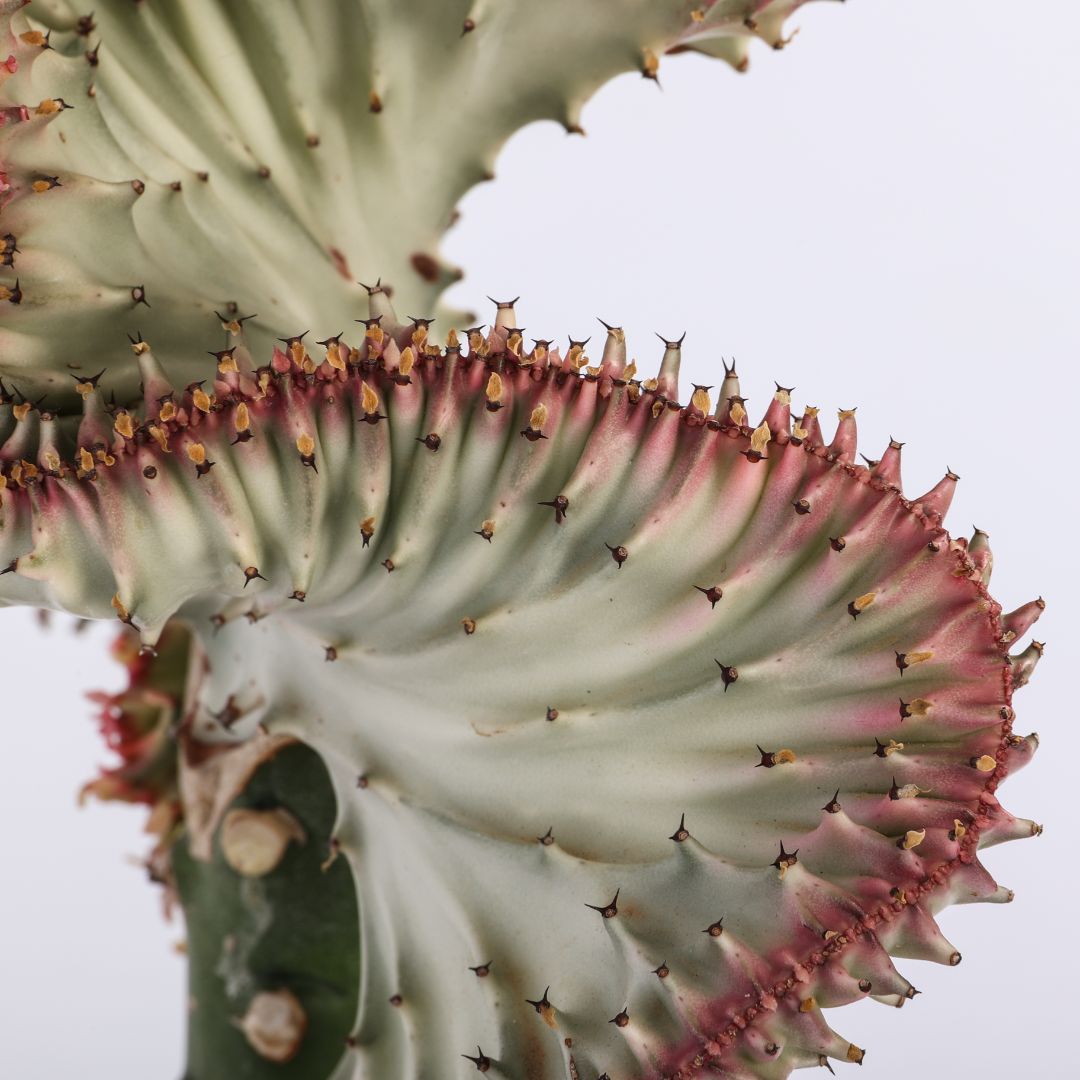 Euphorbia lactea variegata f. Crestata Ø 17