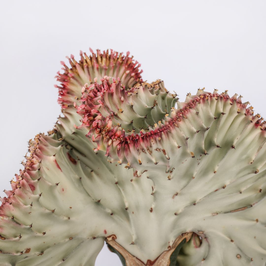 Euphorbia lactea variegata f. Crestata Ø 17