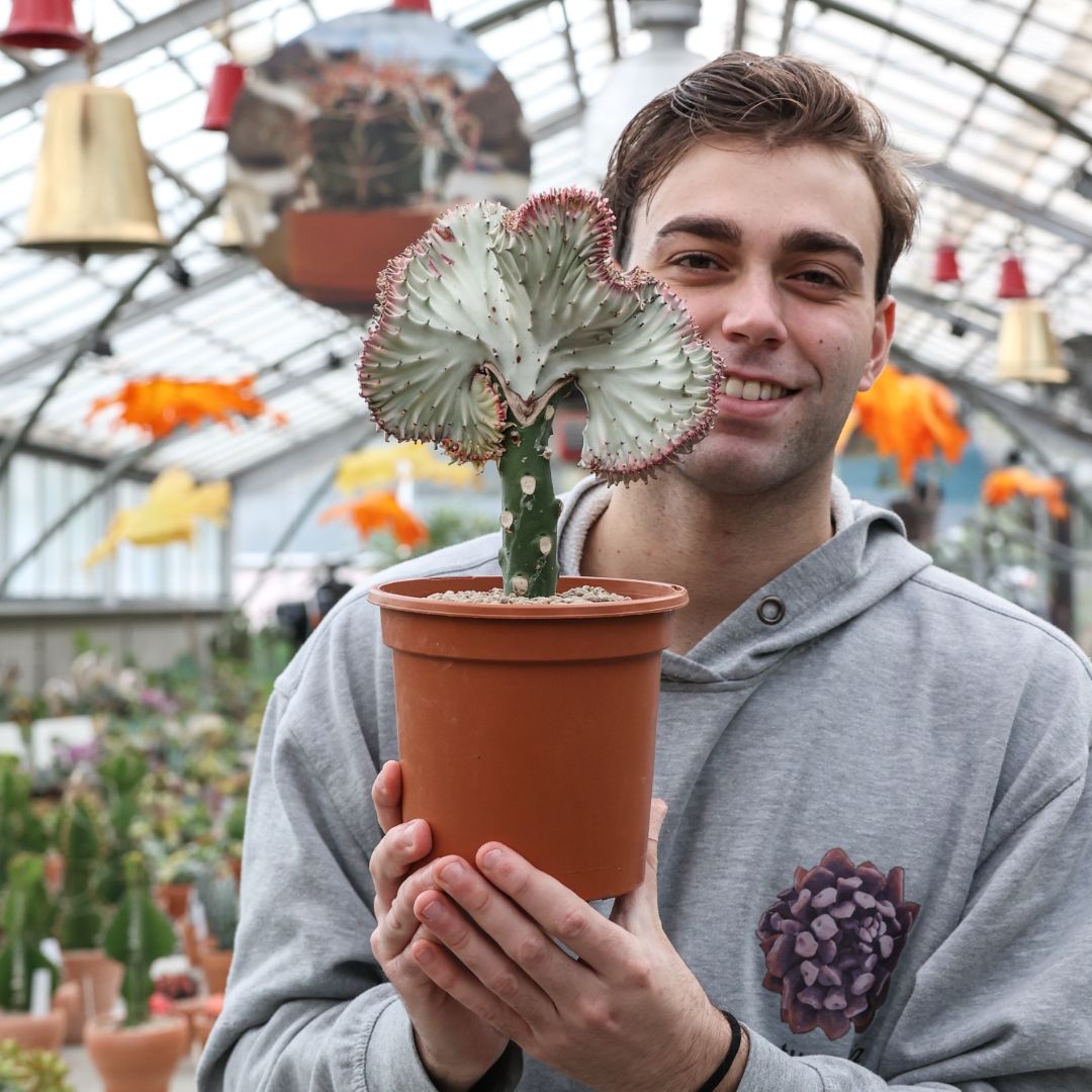 Euphorbia lactea variegata f. Crestata Ø 17