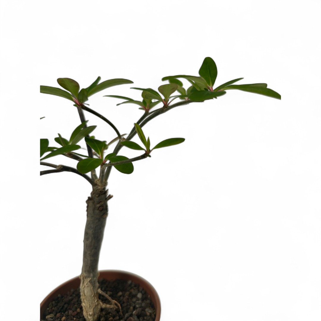Euphorbia bongolavensis Ø 16