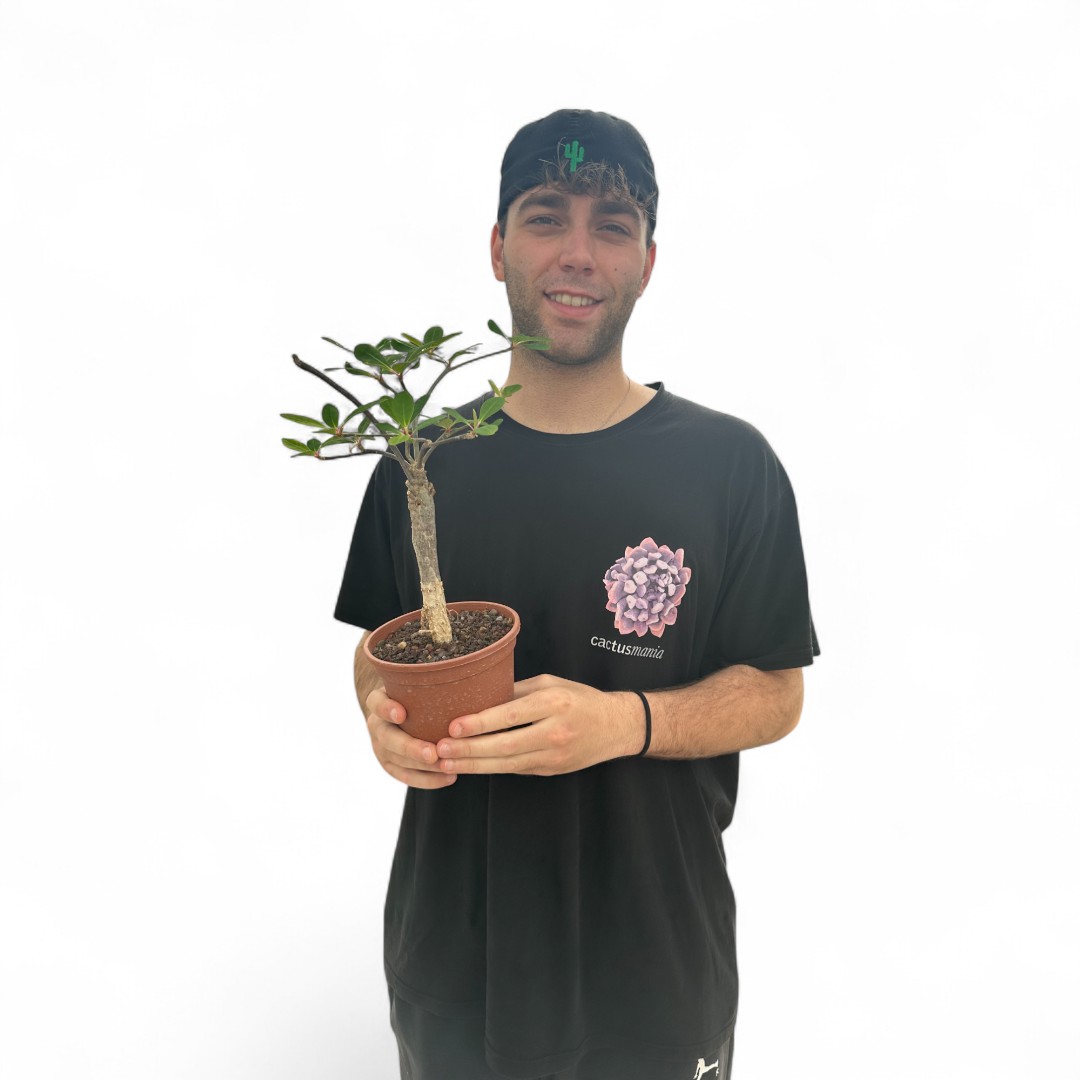Euphorbia bongolavensis Ø 16