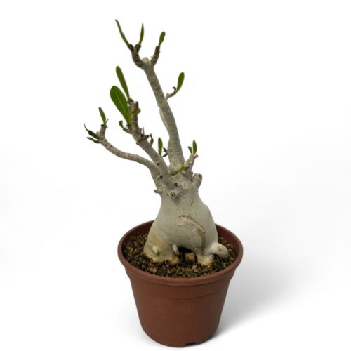 Adenium arabicum Ø 16