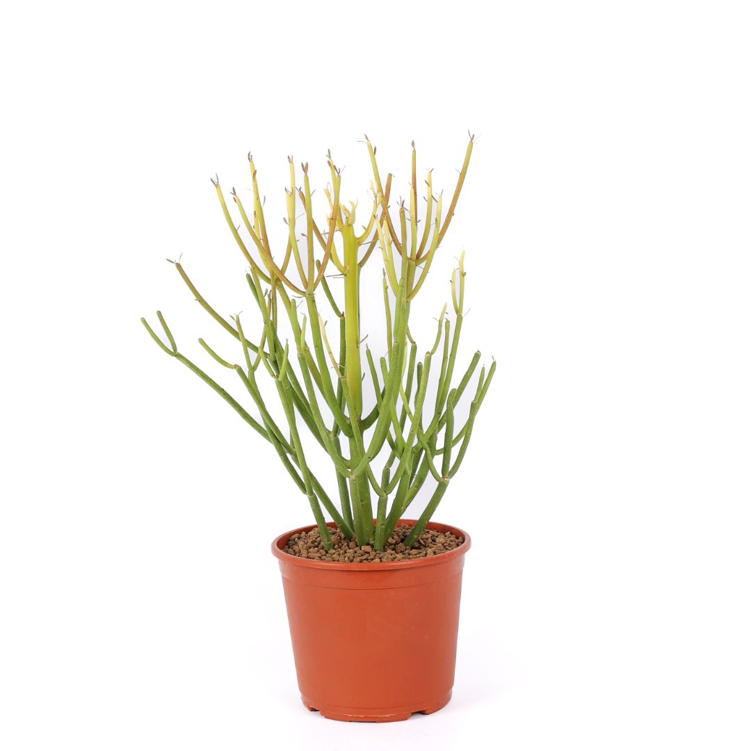 Euphorbia tirucalli 'Sticks of Fire' Ø 17