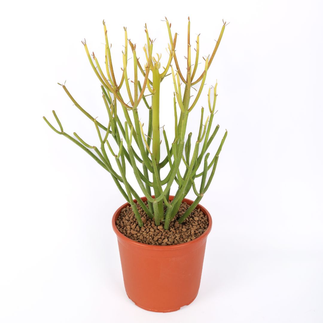Euphorbia tirucalli 'Sticks of Fire' Ø 17
