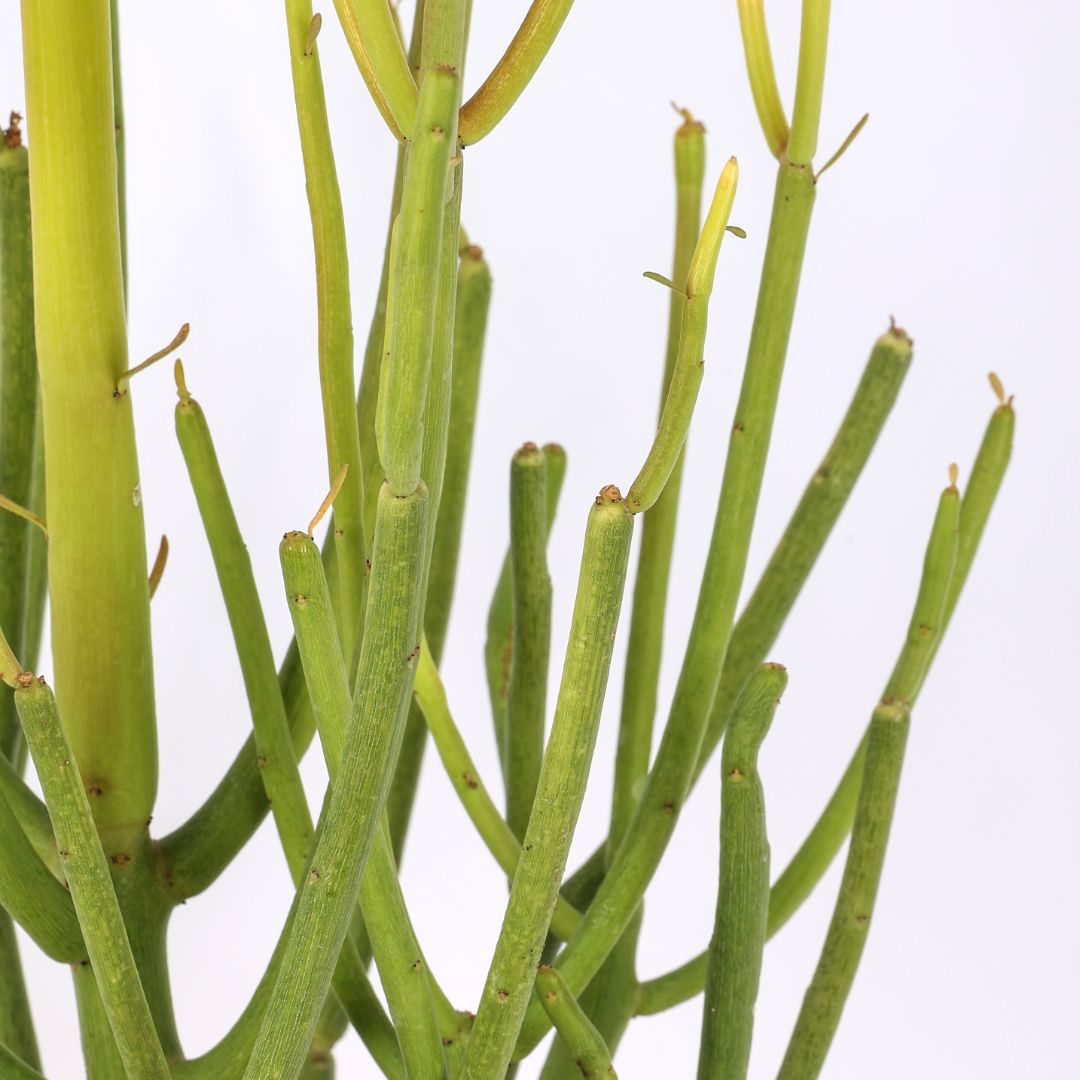 Euphorbia tirucalli 'Sticks of Fire' Ø 17