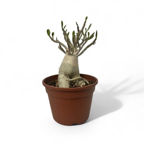 Adenium arabicum Ø 16